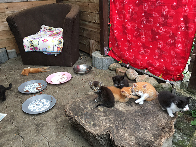 Kleine Kaetzchen im Hof mit Futterschalen