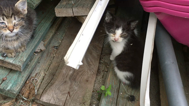 Katzenwelpen mit Augenkrankheiten