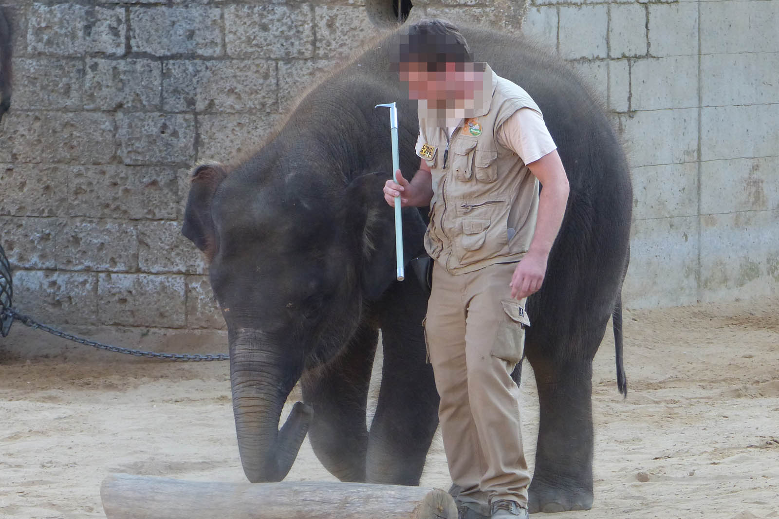 Zoopfleger mit Elefantenhaken in der Hand