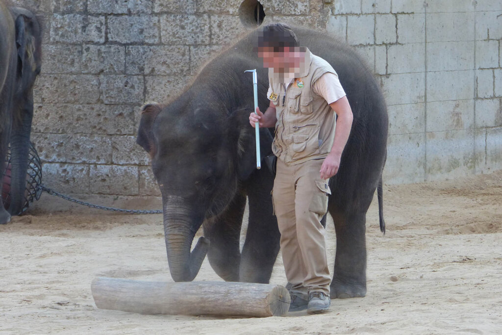 Mitarbeiter vom Zoo Hannover benutzt Elefantenhaken