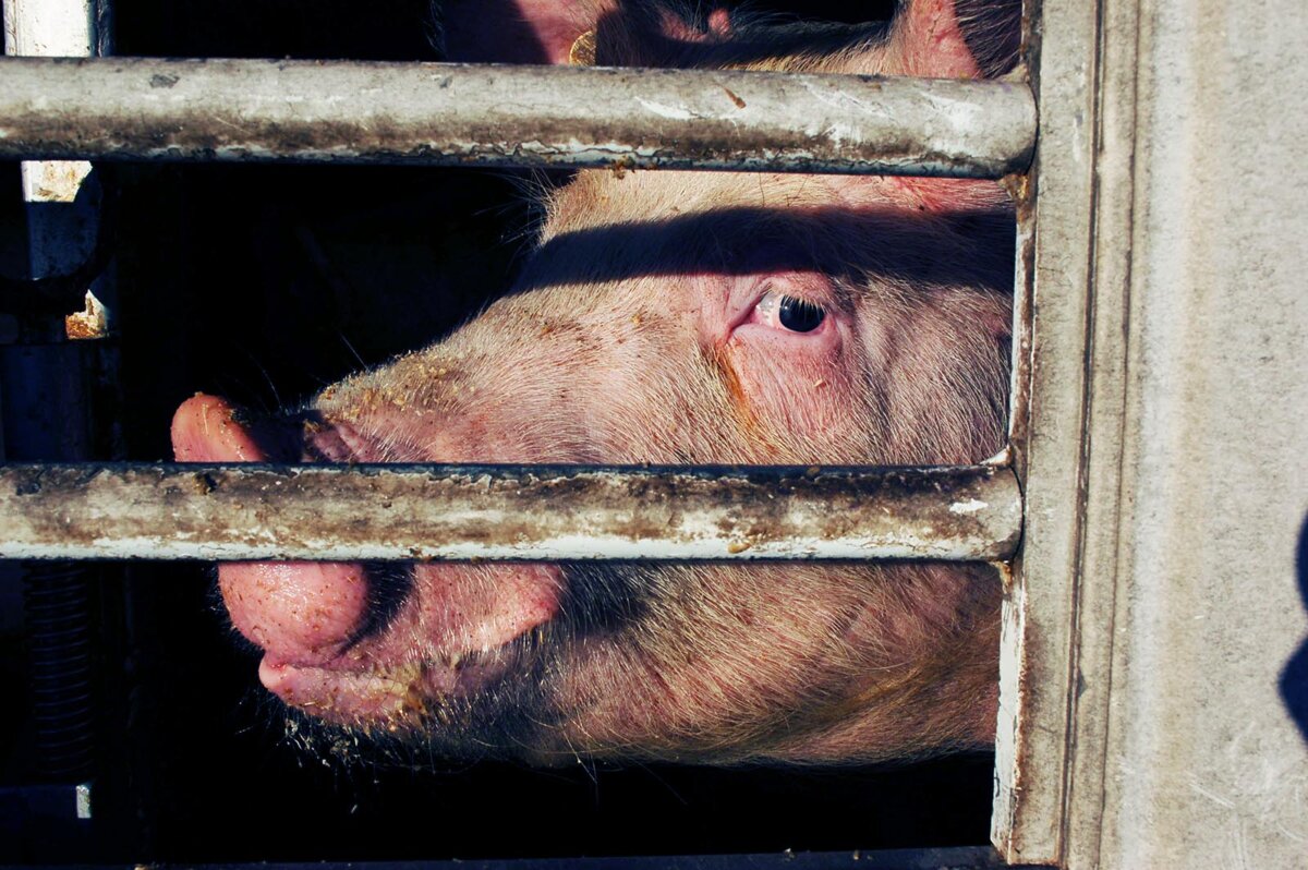 24 tote Schweine: Fahrer muss nach PETA-Anzeige 4.500 Euro Strafe zahlen