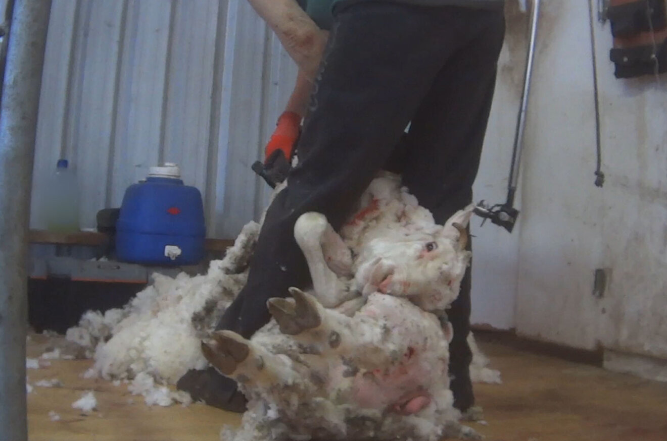 Ein Schaf wird zu Boden gedrueckt und geschoren. Es hat blutige Wunden.