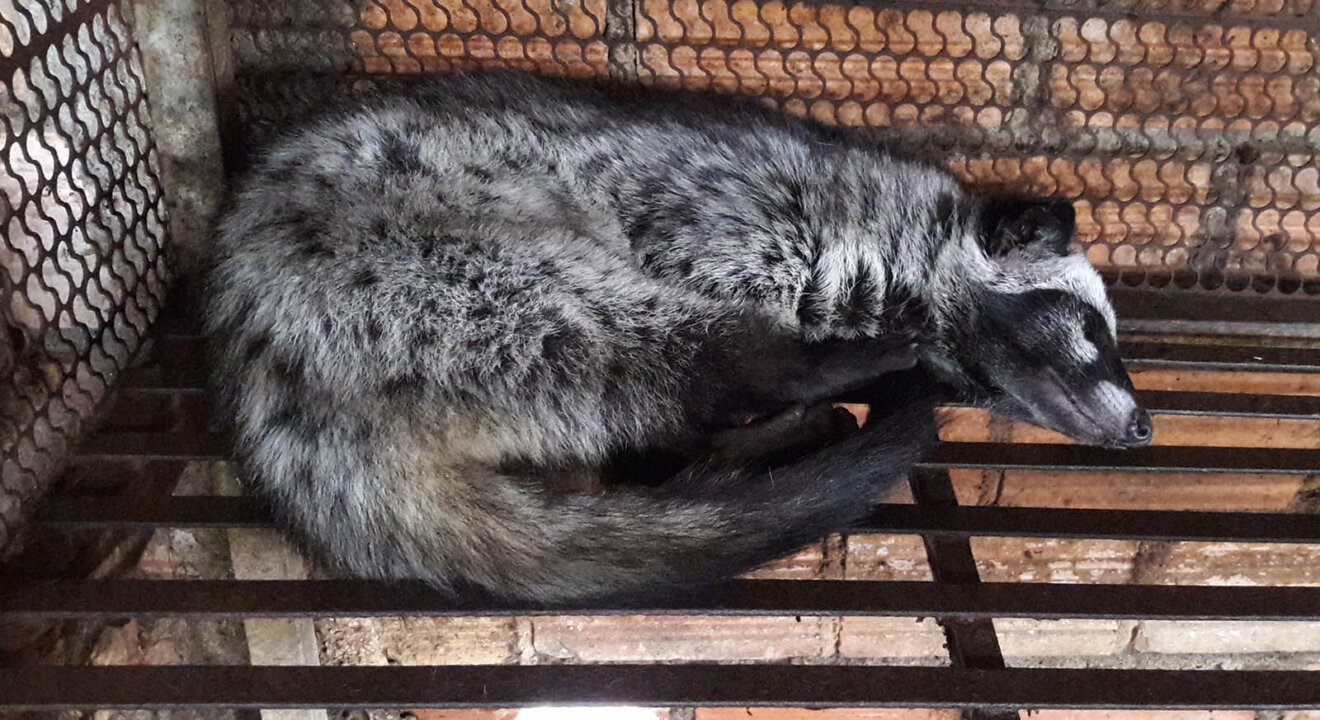 Schleichkatze im Käfig