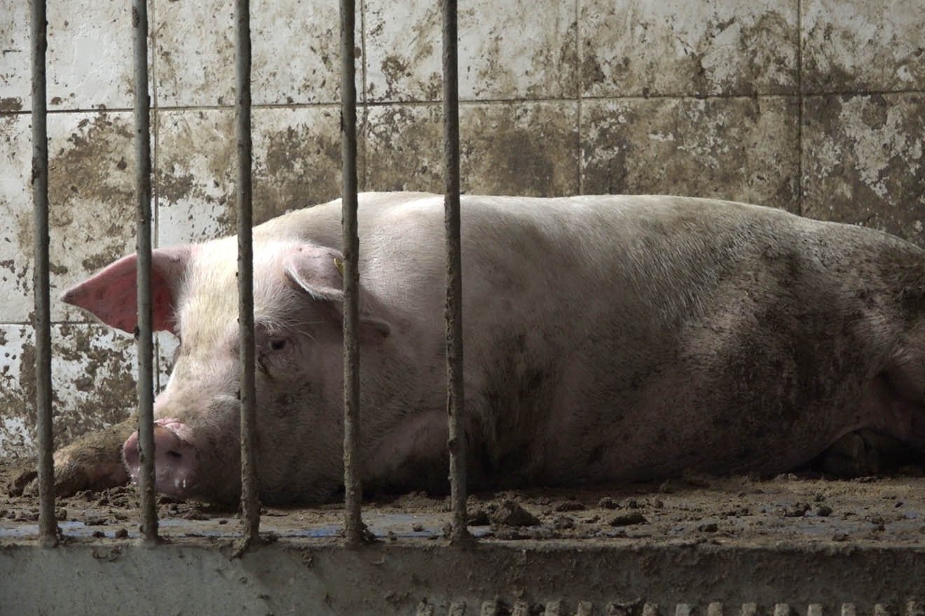 Tierwohl-Label der Bundesregierung: reine Verbrauchertäuschung?