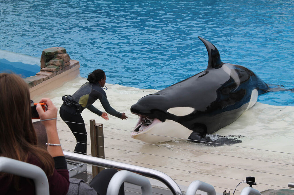 Show mit Orca bei SeaWorld