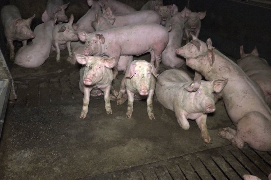 Einige Schweine sitzen und liegen in einem dunklen und dreckigen Stall.