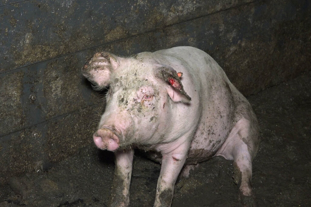 Verletztes Schwein in der Schweinemast