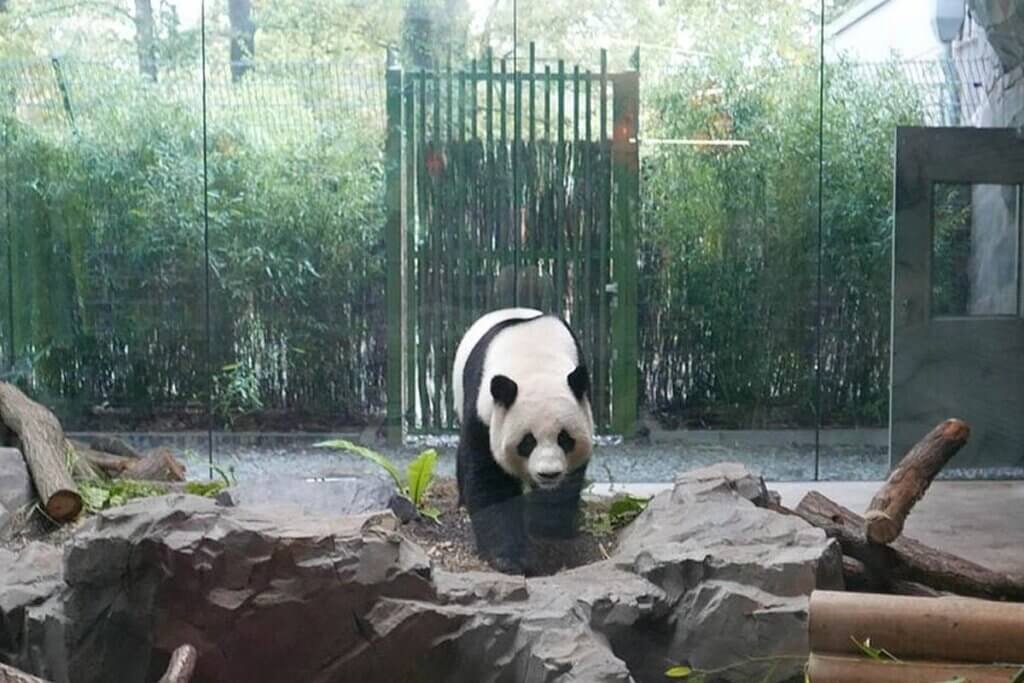 Panda im Zoo
