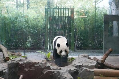 Panda im Zoo