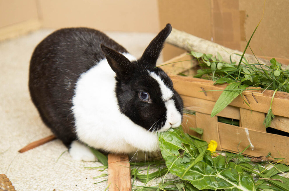 Kaninchen frisst Gras