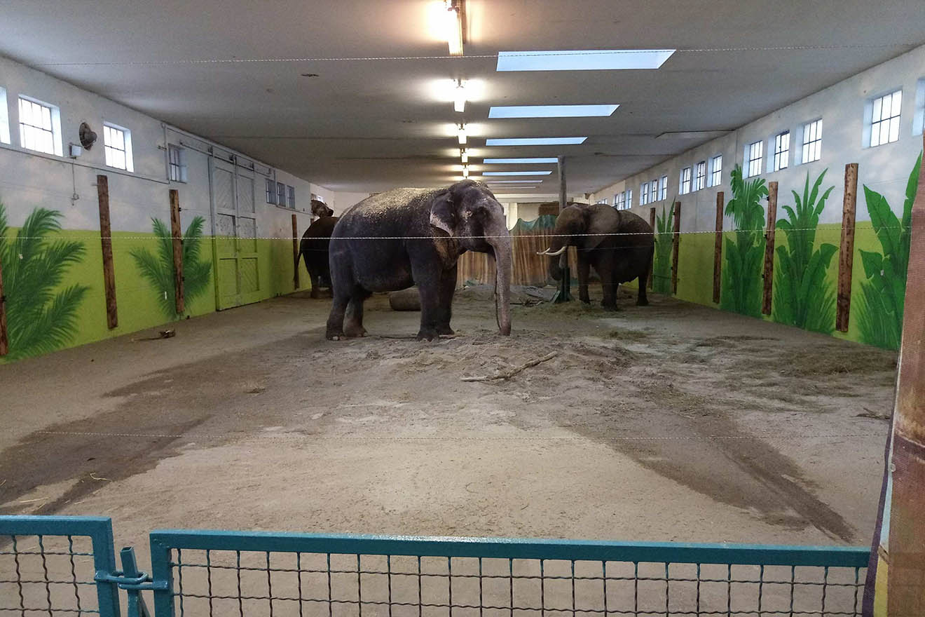 Elefanten im Stall bei Circus Krone