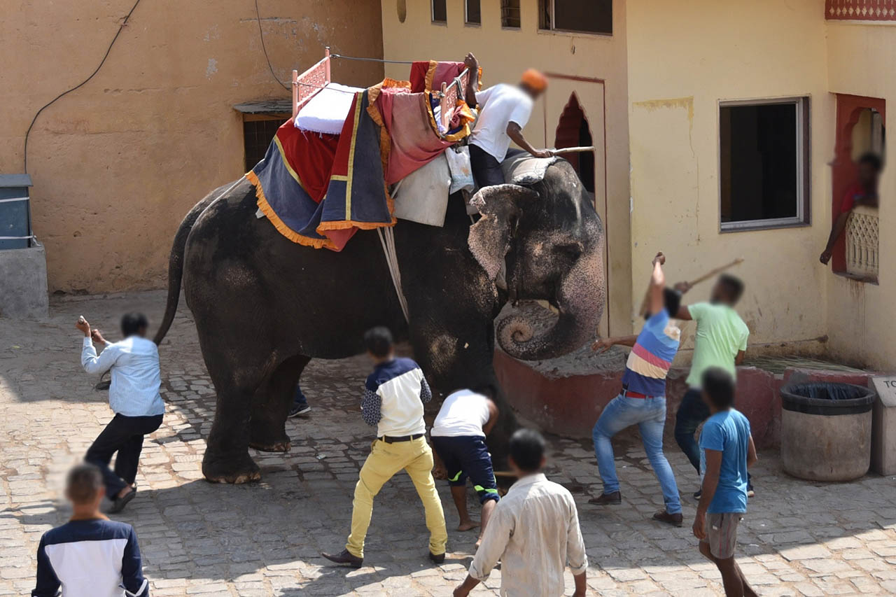 Helfen Sie dabei, Elefantenreiten in Indien zu verbieten