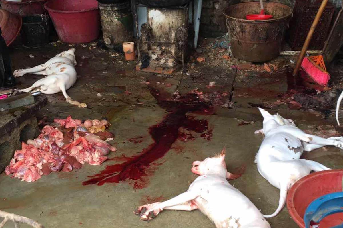 Tote Hunde, Blut und Gedaerme liegen auf dem Bodene einer Halle.