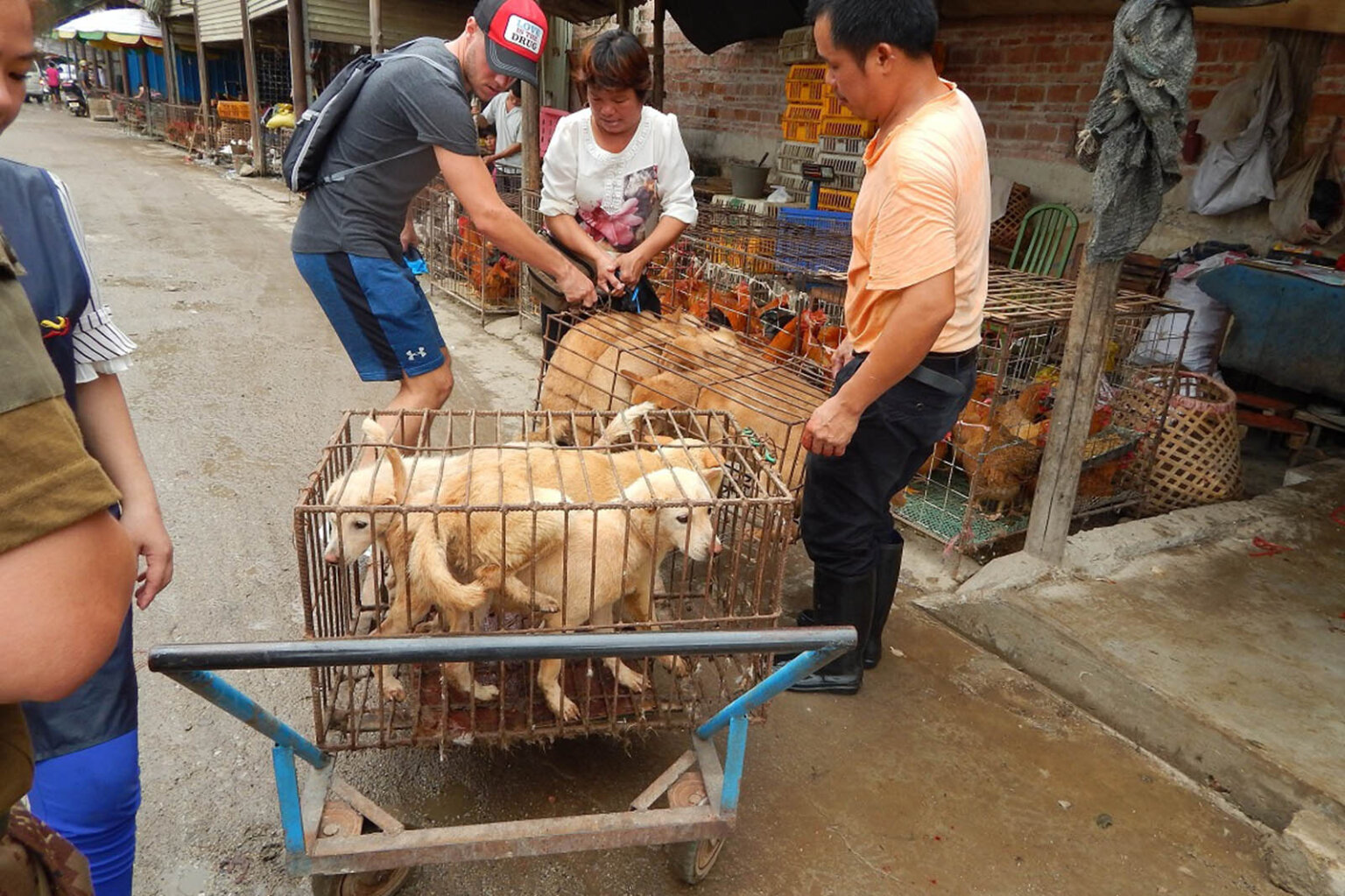 Werden in China wirklich Hunde und Katzen gegessen?