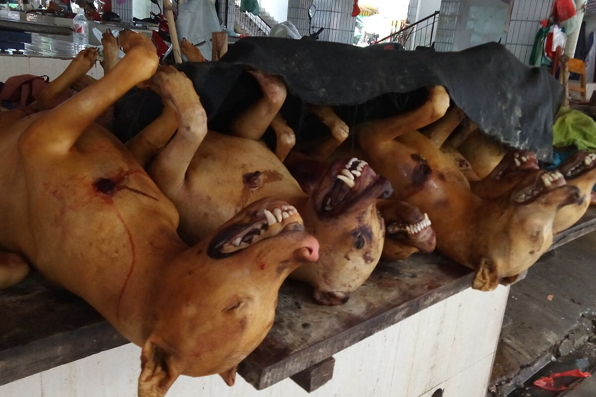 geschlachtete Hunde vom Yulin Hundefleisch Festival