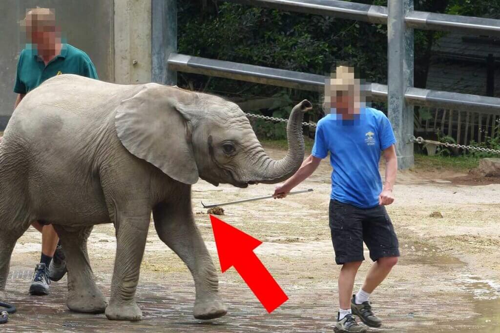 Mann schlaegt Elefant mit Elefantenhaken