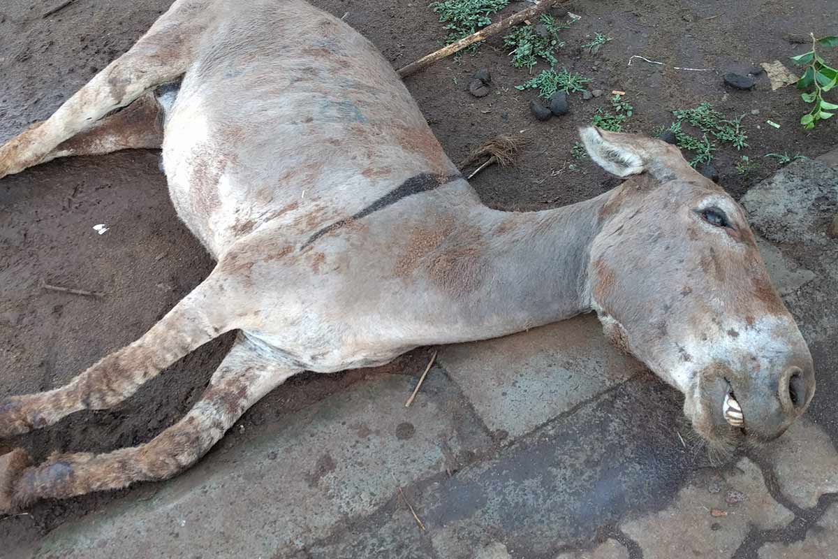 Ejiao: Esel in Kenia für chinesische „Medizin“ getötet