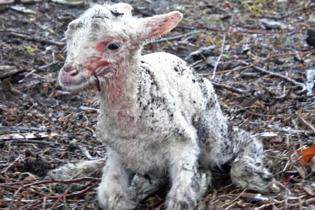Ein schwaches Lamm mit dreckigem Fell und blutigem Gesicht kniet auf dem Boden.