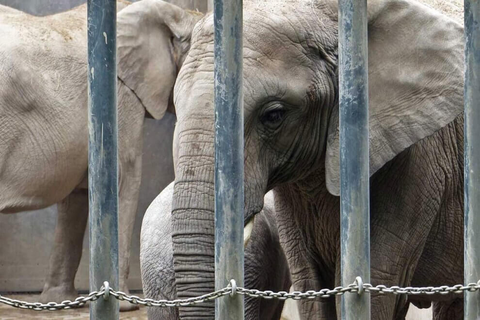 Zoos Gef ngnisse F r Tiere Informationen ber Artenschutz Co zoos-gef-ngnisse-f-r-tiere-informationen-ber-artenschutz-co