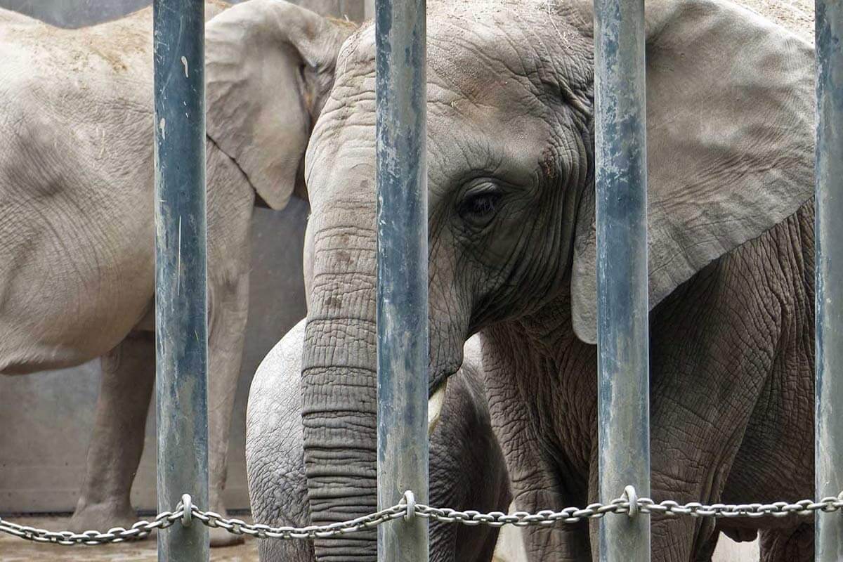 Elefant im Zoogehege hinter Gitterstaeben