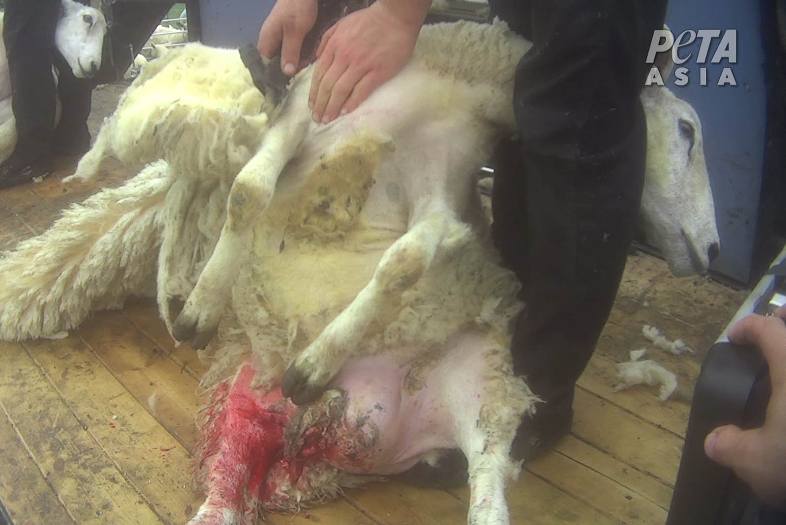 Scherer in der britischen Wollindustrie misshandeln Schafe