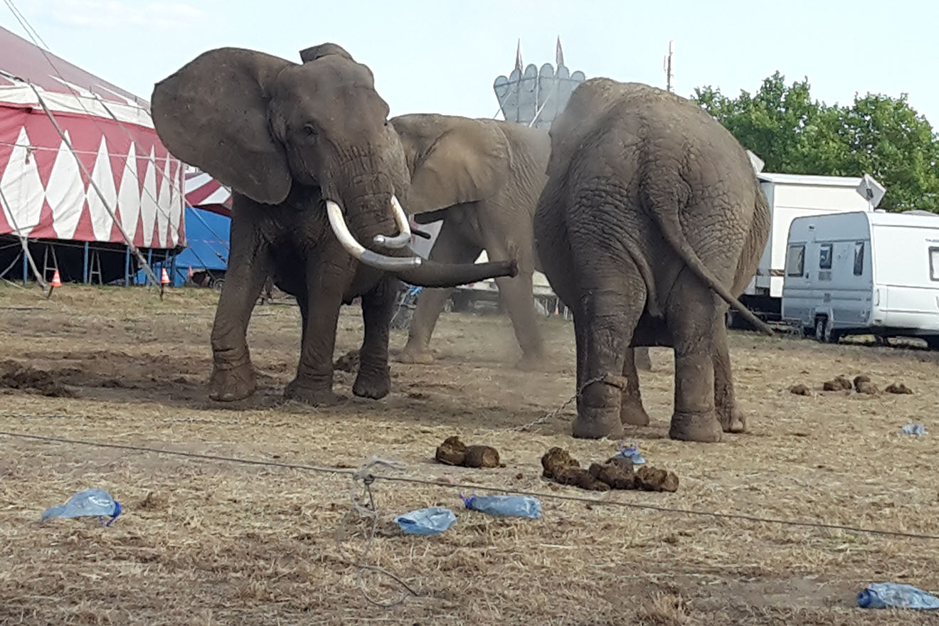 Erlebnispark Starkenberg, ehemals Circus Afrika – Chronik der Tierschutzverstöße und weitere Vorfälle