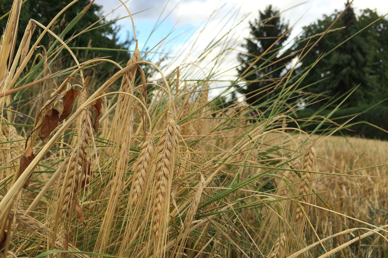 Granne beim Hund So ersparen Sie Ihrem Hund viel Leid