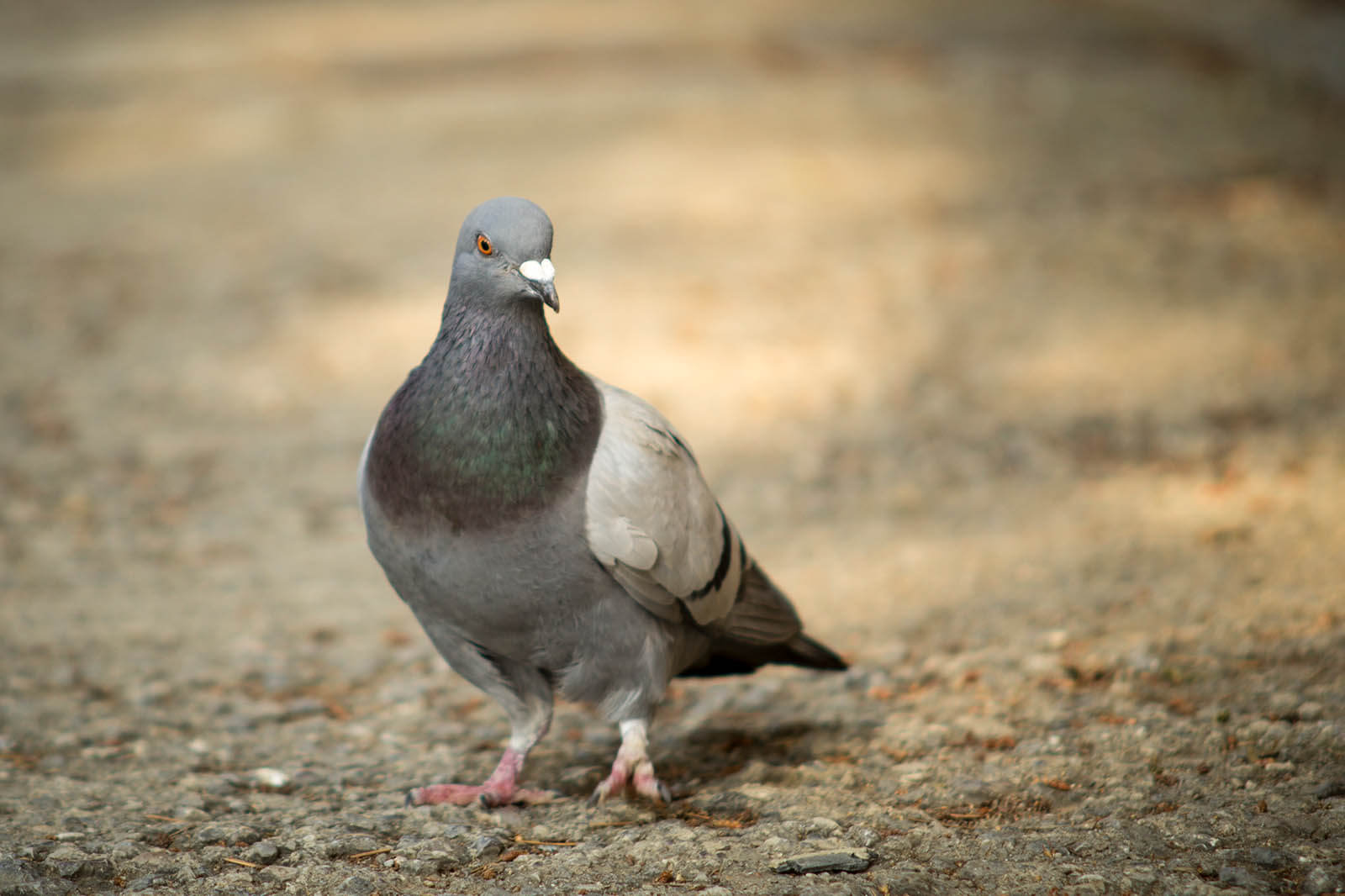 Verletzte Taube Gefunden Was Tun Wo Anrufen Peta Deutschland E V