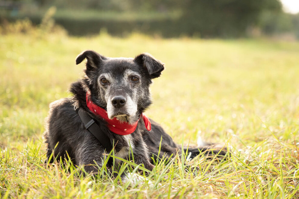 Alter Hund Schläft Nur Noch Was Ihr alter Hund nicht sagen kann, Sie aber wissen müssen | PETA