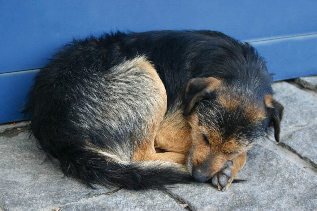 Hund liegt zusammengekauert auf dem Boden