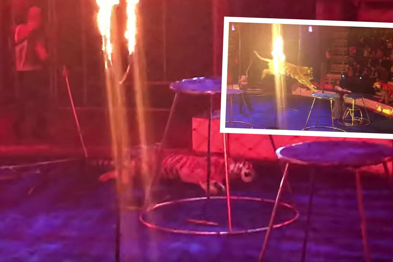 SCHOCK-VIDEO: Tiger springt durch Feuerring und bleibt leblos liegen