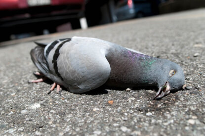 Tote Taube liegt auf der Strasse