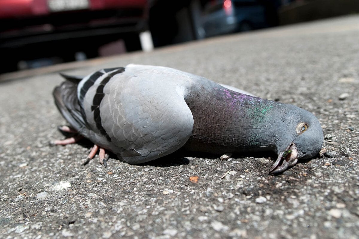 Tote Taube liegt auf der Strasse