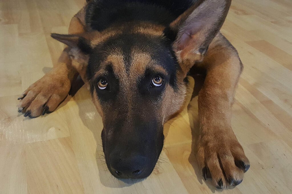 Hund schaut traurig