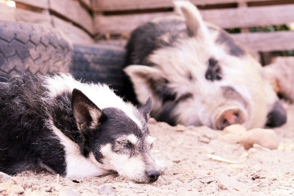 Hund und Schwein