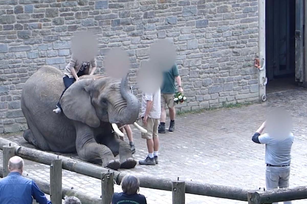 Person sitzt auf Elefant und laesst sich fotografieren