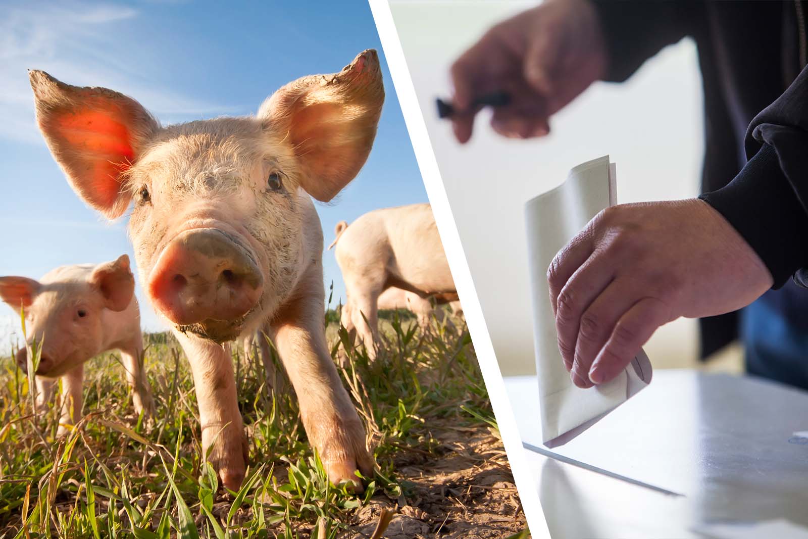 Landtagswahl 2018 in Bayern: So stehen die Parteien zum Tierschutz