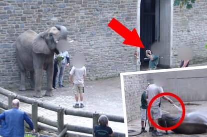 Elefanten im Zoo Wuppertal misshandelt