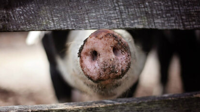 Schweineschnauze schaut zwischen Holzzaun durch.
