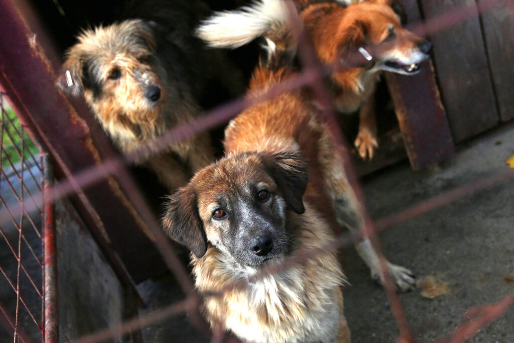 Hunde im Shelter