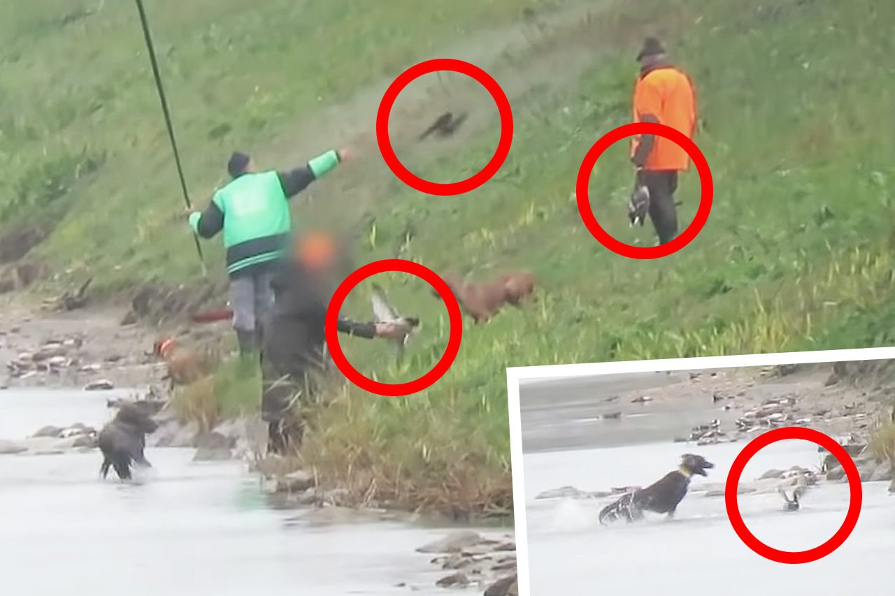 JAGD-VIDEO: Enten ausgesetzt, gebissen und brutal getötet