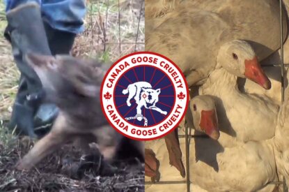 Collage Kojote Gans Canada Goose
