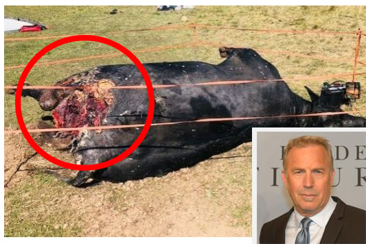 UNFASSBAR! Kevin Costner lässt Kühe für Yellowstone verstümmeln