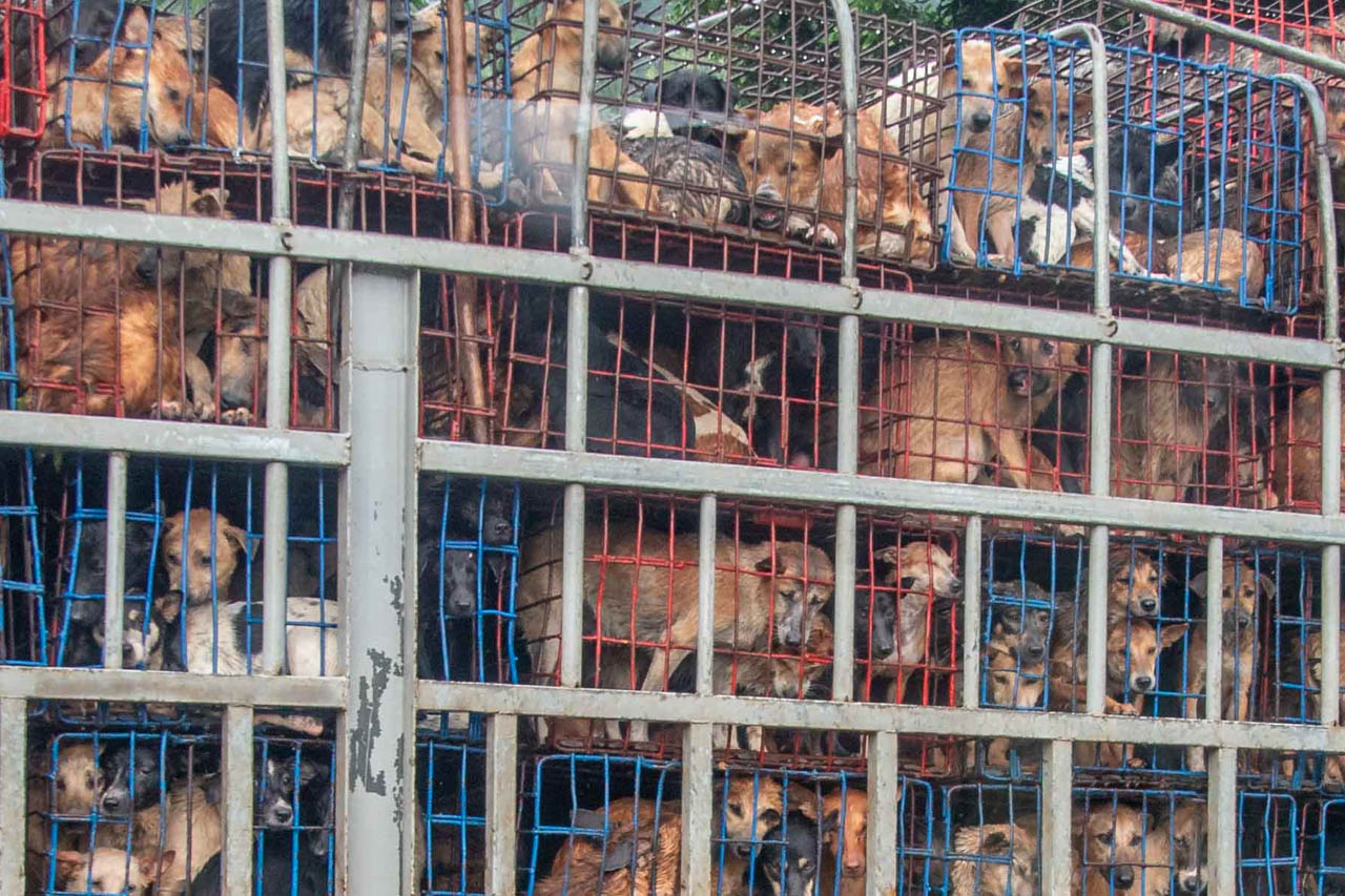 Hundefleisch: Die grausamen Hundetransporte in Vietnam
