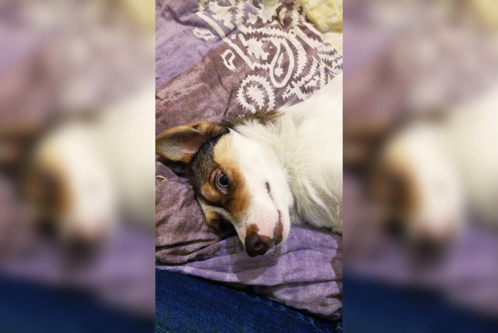 Hund Zuzu