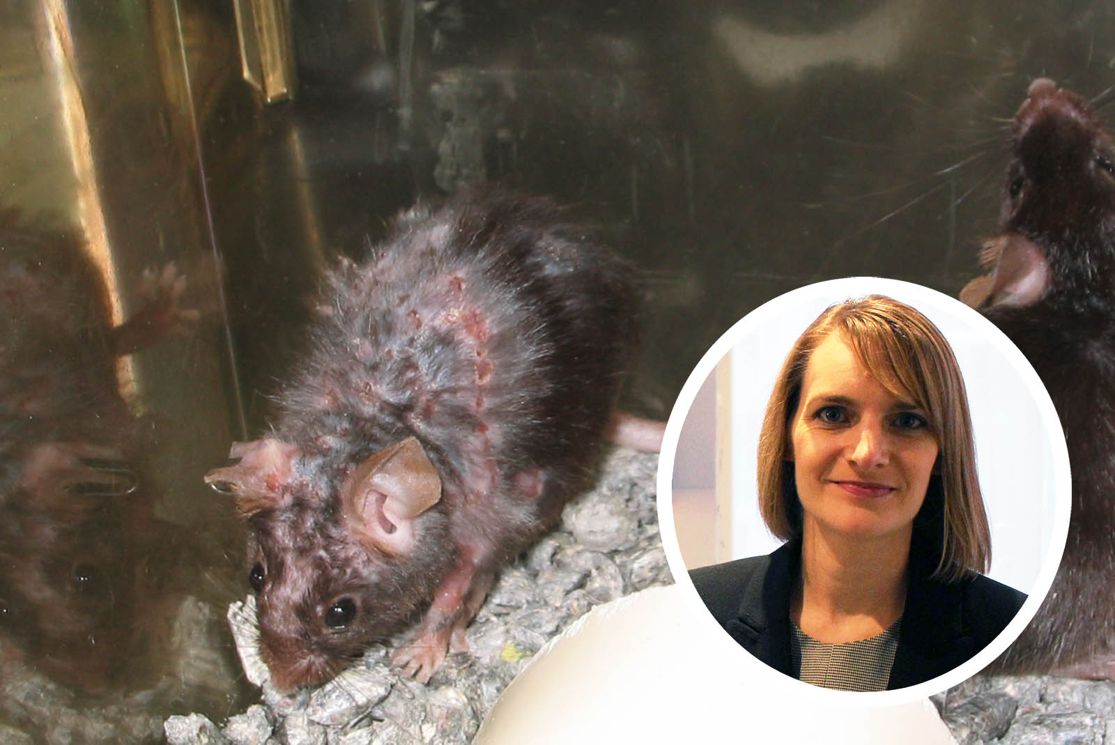 Eine Wissenschaftlerin erzählt: Das Leben im Tierversuchslabor