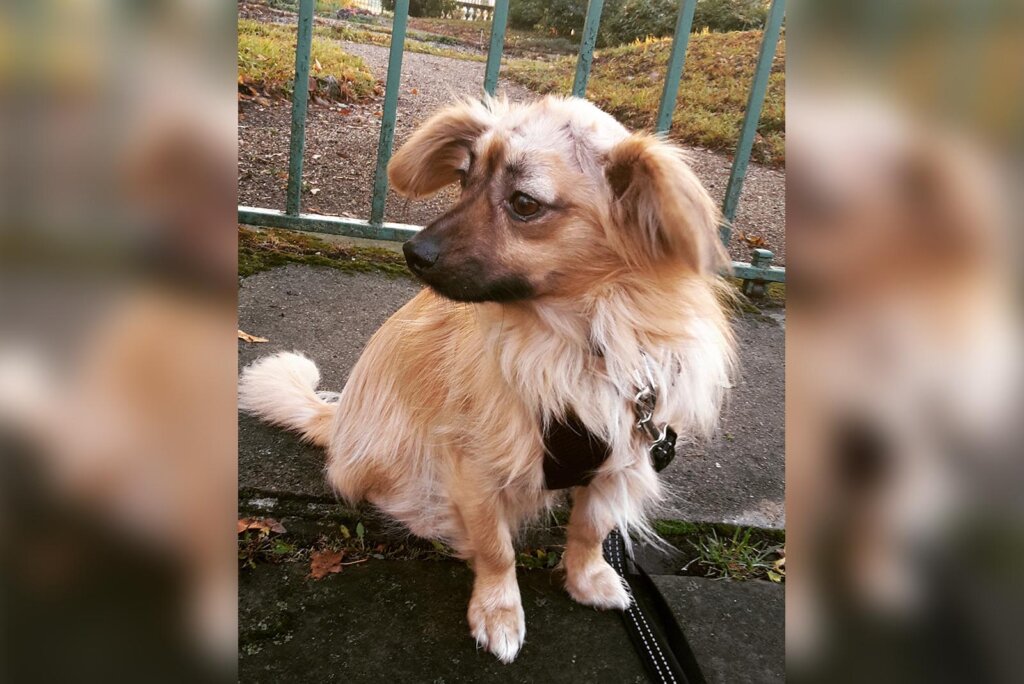 Hund Polly