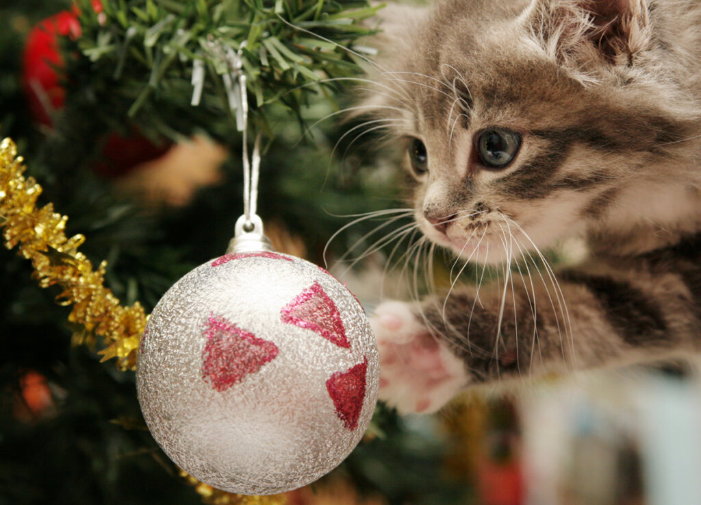 Weihnachtsbaum katzensicher machen: Die 5 besten Tipps