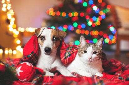 Hund und Katze vorm Weihnachtsbaum
