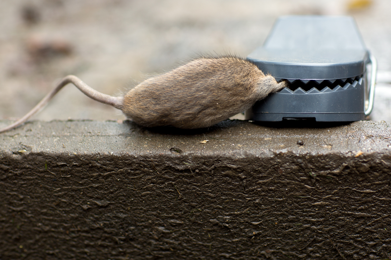 „Es ist doch nur eine Ratte!”